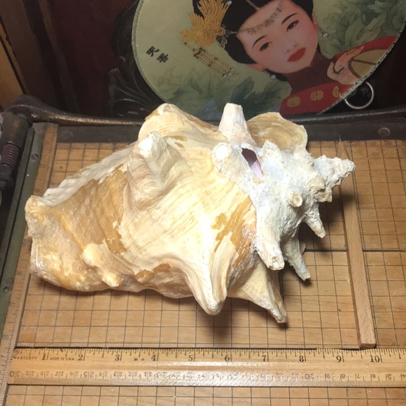 Extra Large Conch Shell Slit Harvest Hole Rustic Surface 9.5”Lx8.25”Wx5.75”H - Picture 10 of 12